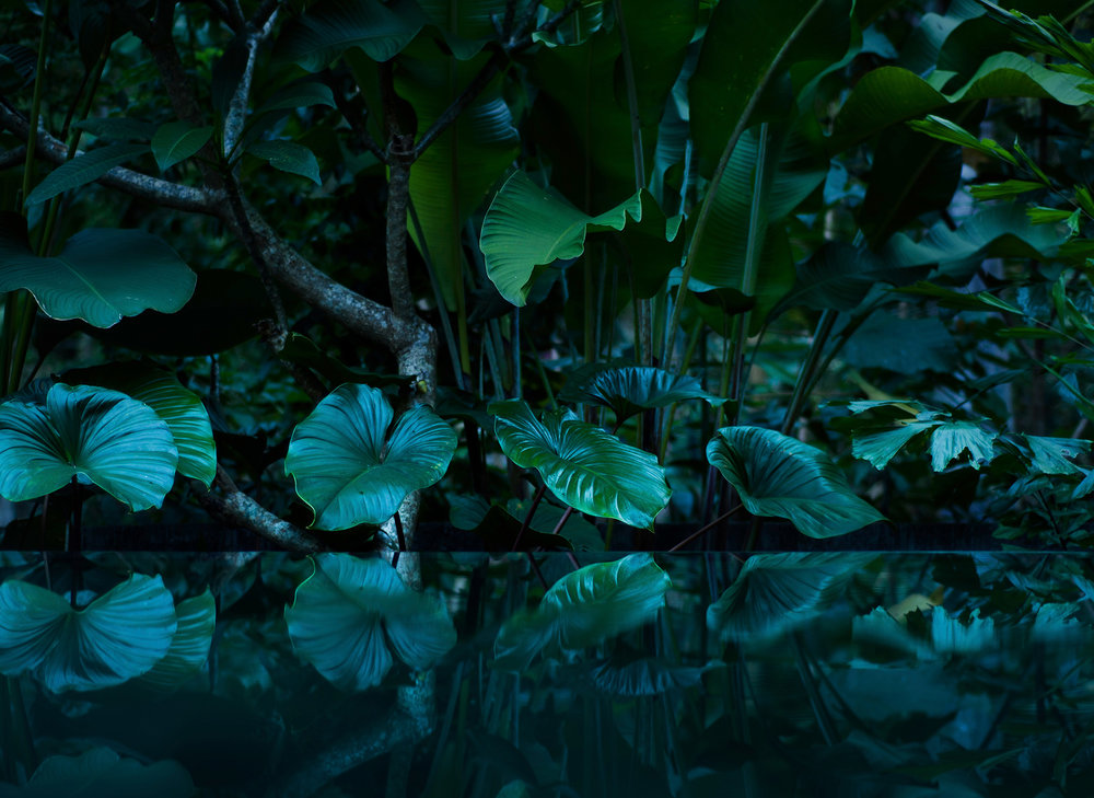 tropical rain forest with water mirror