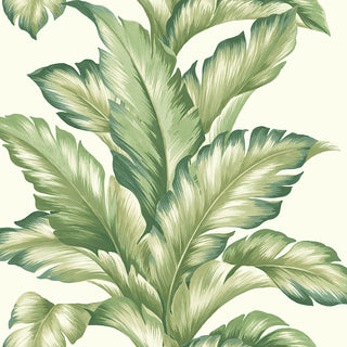 Maui Maui TP81204